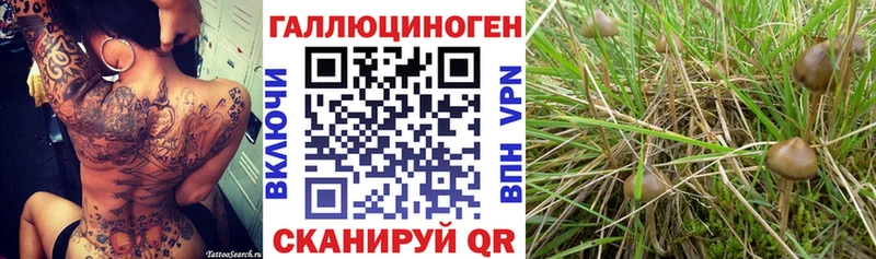 Псилоцибиновые грибы MAGIC MUSHROOMS Талдом
